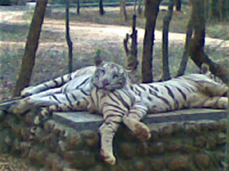 Bannerghatta National Park - Weekend Family Getaway 